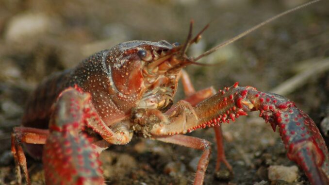 peluang bisnis lobster air tawar