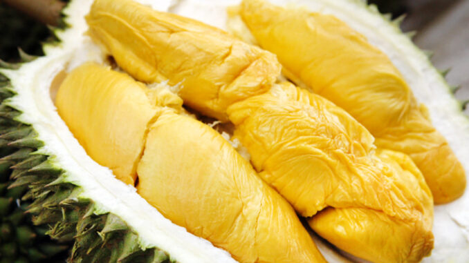 prospek budidaya durian musangking