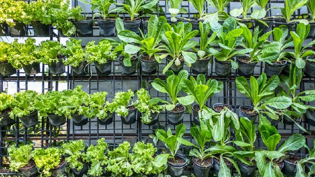 Panduan Berkebun di Rumah