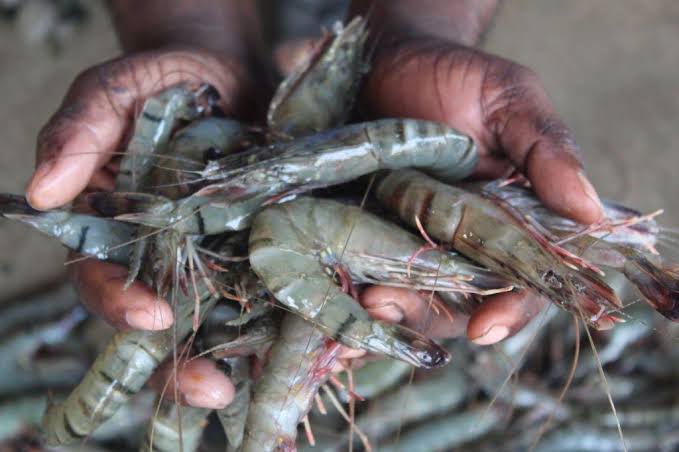 Budidaya Udang Karimun