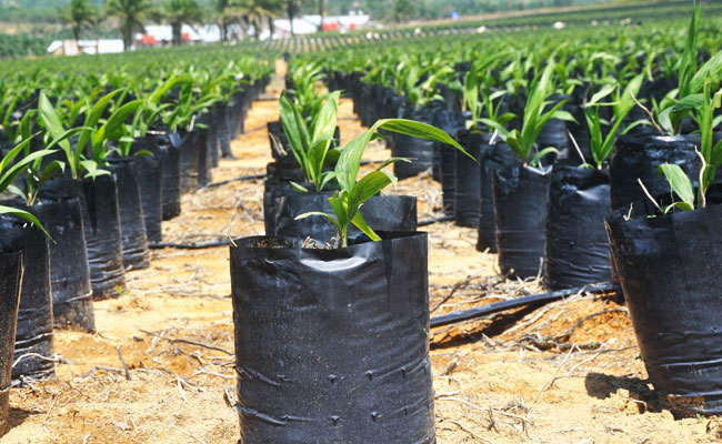 Budidaya Kelapa Sawit