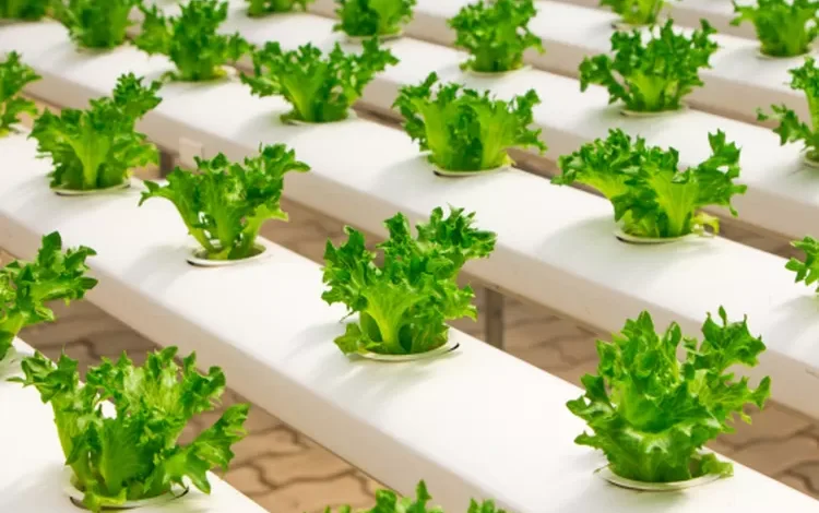 Peluang Bisnis Produk Organik dan Ramah Lingkungan