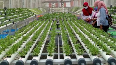 Bisnis Pertanian Vertikal