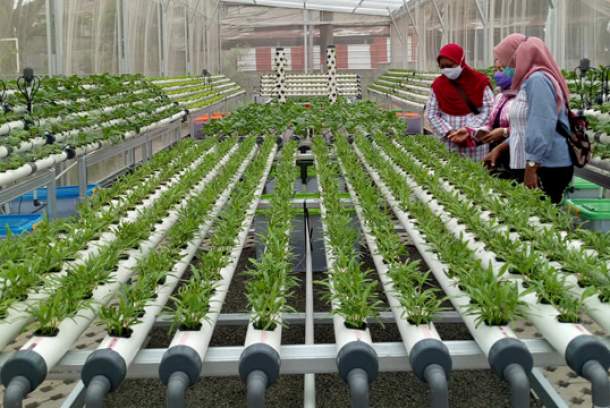 Bisnis Pertanian Vertikal