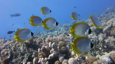 beyond tourism in sabah malaysia